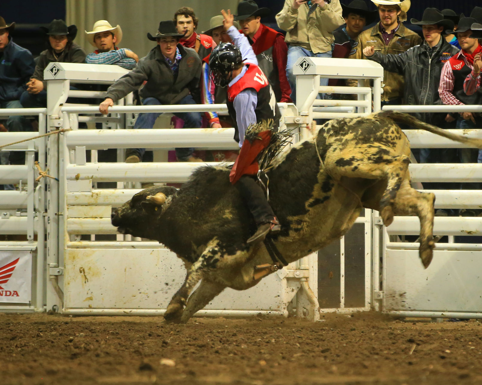 MSU Rodeo - Western's Piva